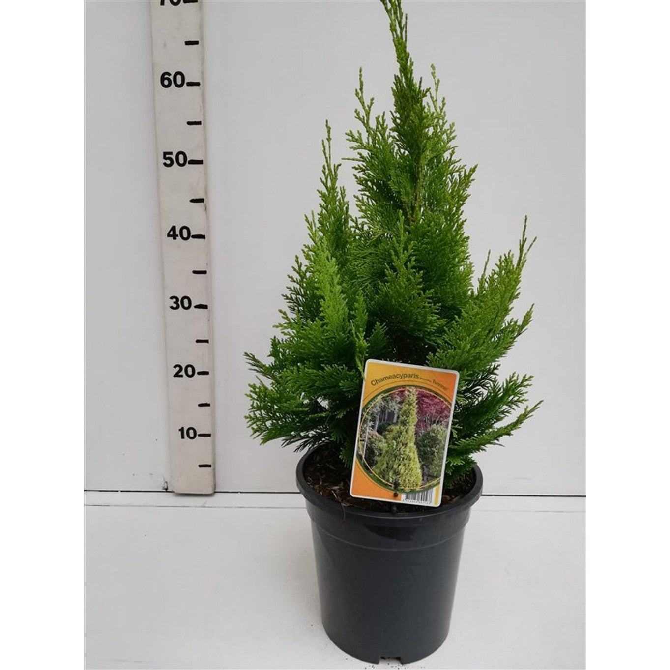 Ädelcypress – Chamaecyparis lawsoniana 'Ivonne' - C3 40-50 CM